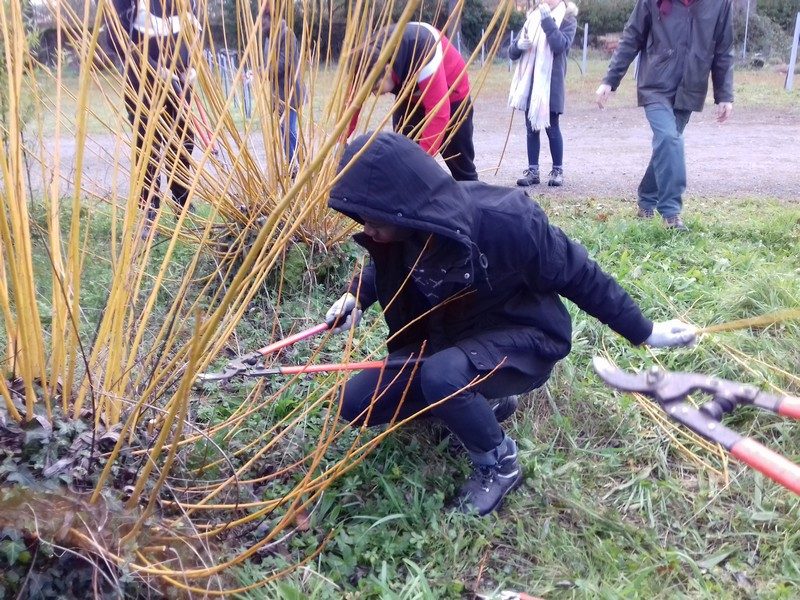 Initiation à la taille des Saules