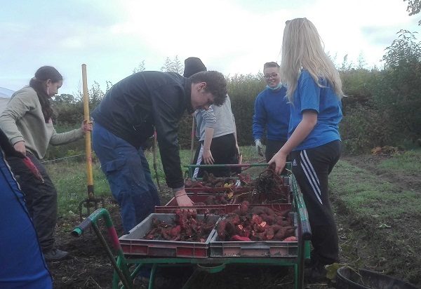 Des patates douces pour les Restos du Coeur !